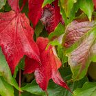 Herbst vor unserer Tür I