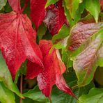 Herbst vor unserer Tür I