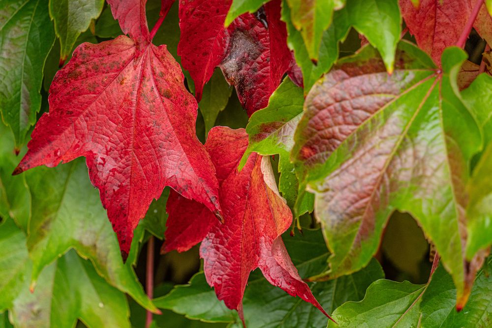 Herbst vor unserer Tür I