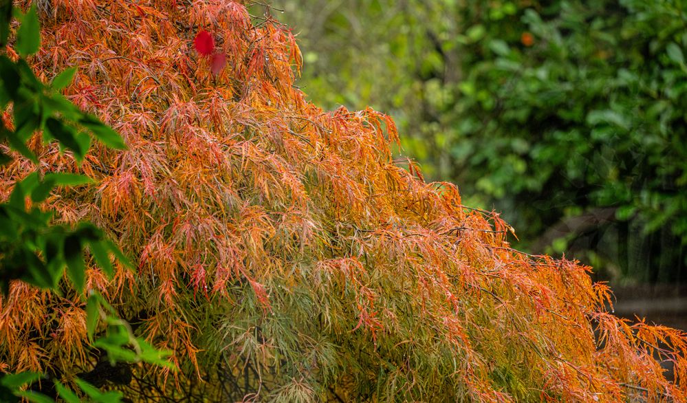 Herbst vor unserer Tür II