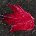 Herbst vor unserer Tür III