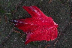 Herbst vor unserer Tür III