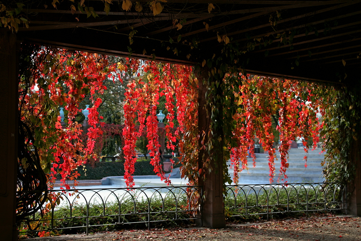 Herbst-Vorhang