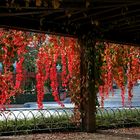 Herbst-Vorhang