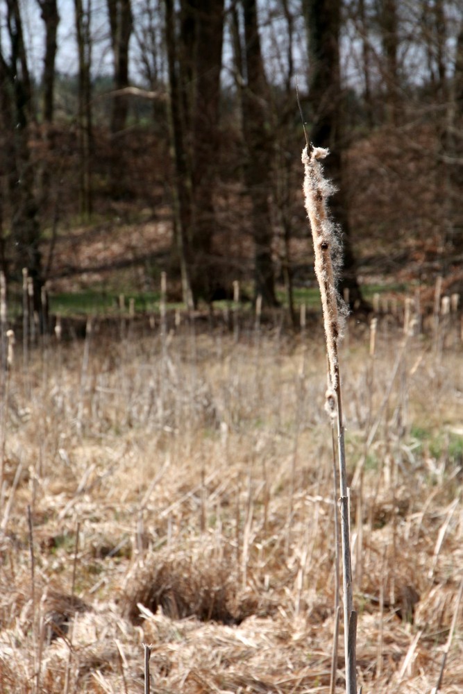 Herbst vs. Frühling