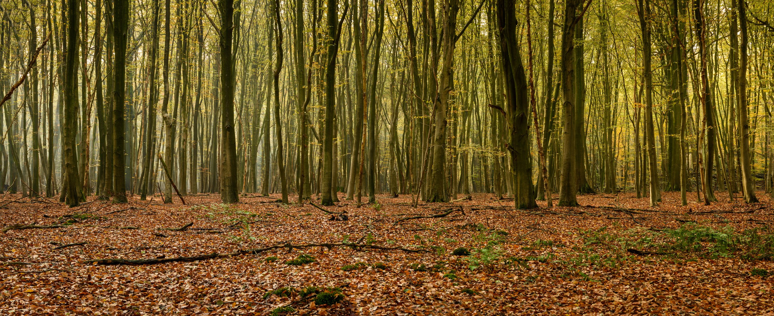 Herbst-Wald