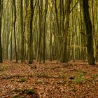 Herbst-Wald