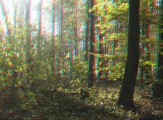 Herbst Wald-1