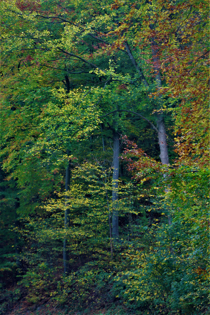 Herbst Wald