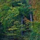 Herbst Wald