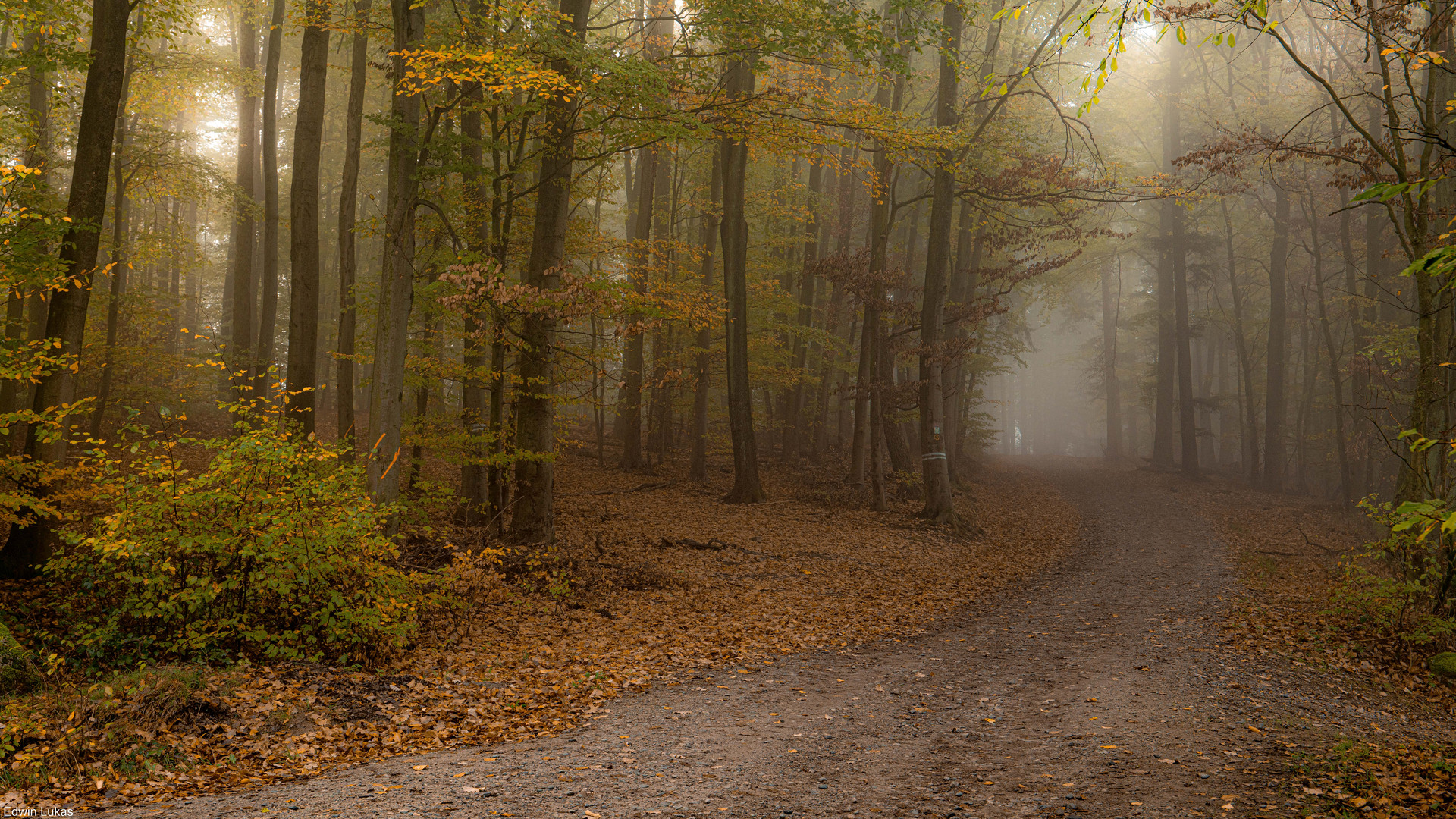 Herbst Wald