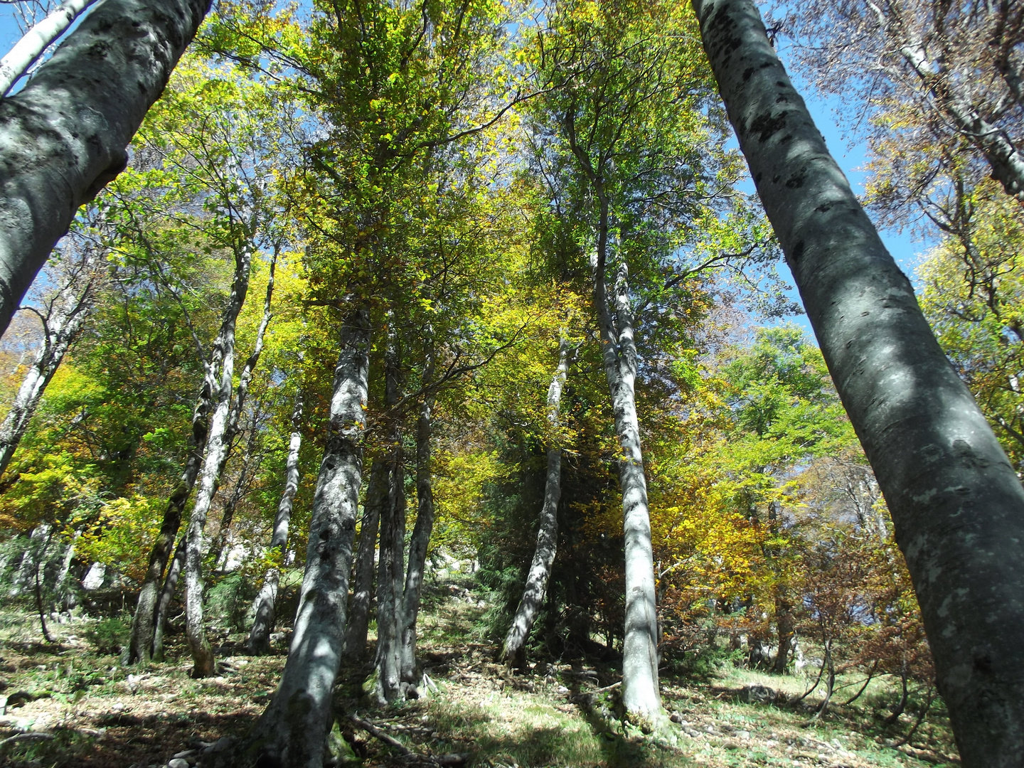 herbst wald