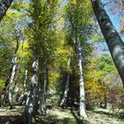 herbst wald