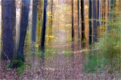 Herbst-Wald