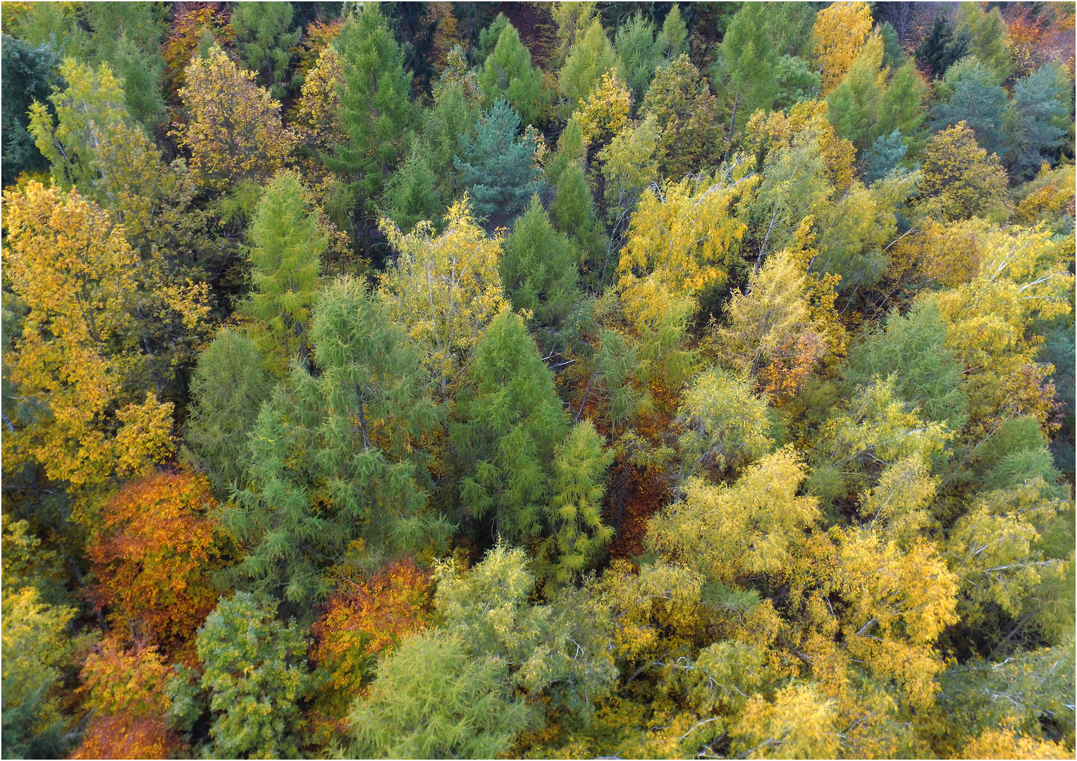 Herbst-Wald