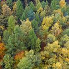 Herbst-Wald