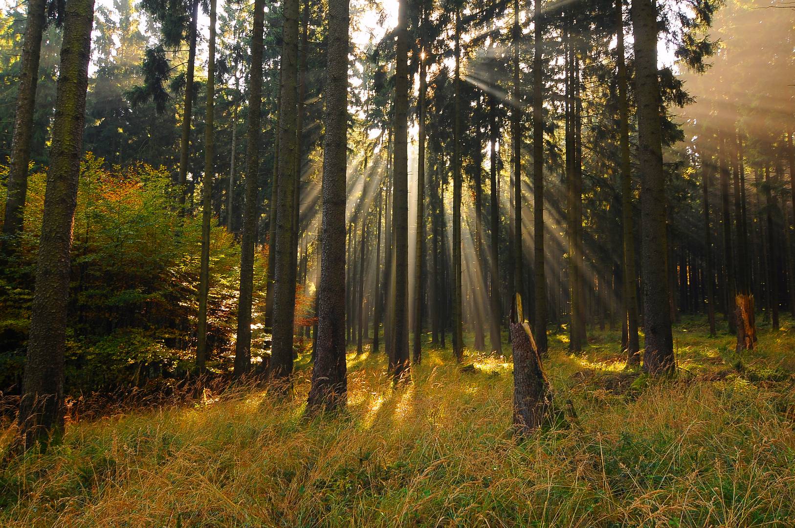 Herbst, Wald