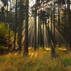 Herbst, Wald