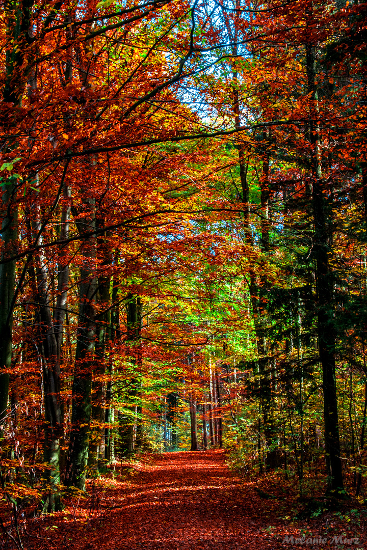 Herbst-Wald