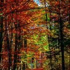 Herbst-Wald