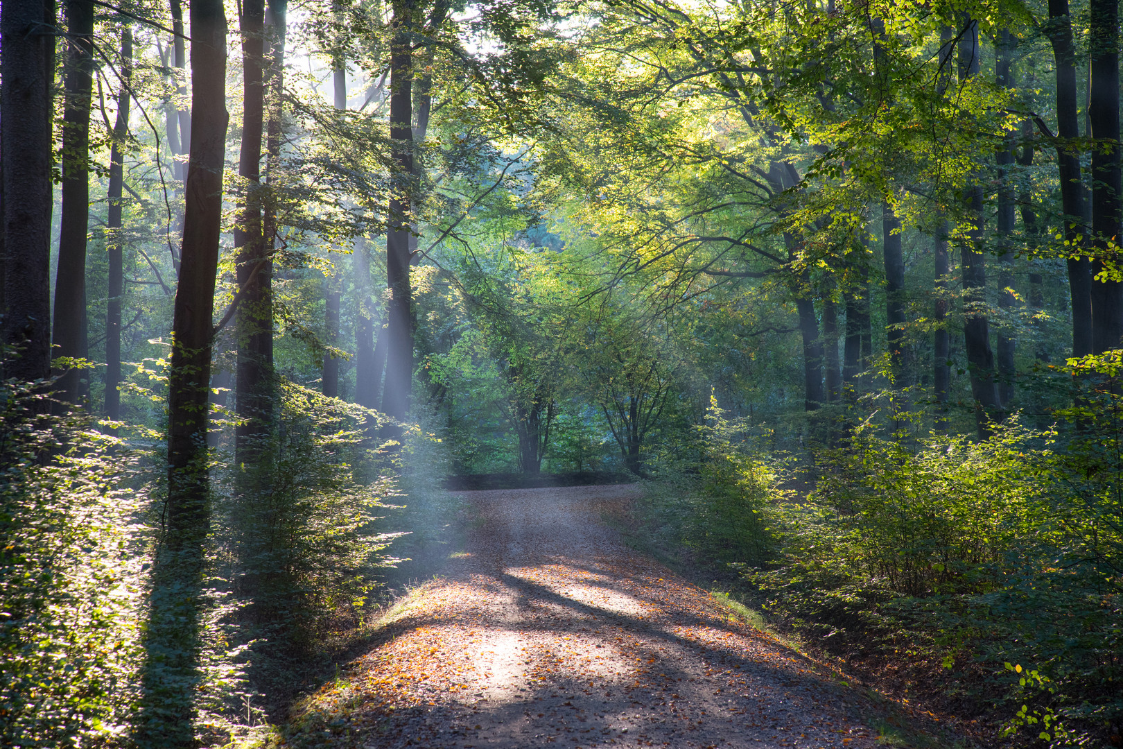 Herbst-Wald