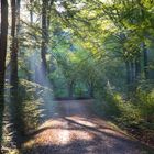 Herbst-Wald