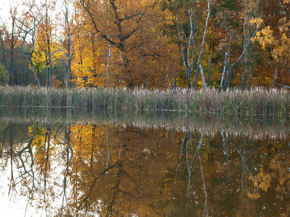 Herbst Wald