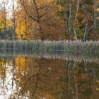 Herbst Wald