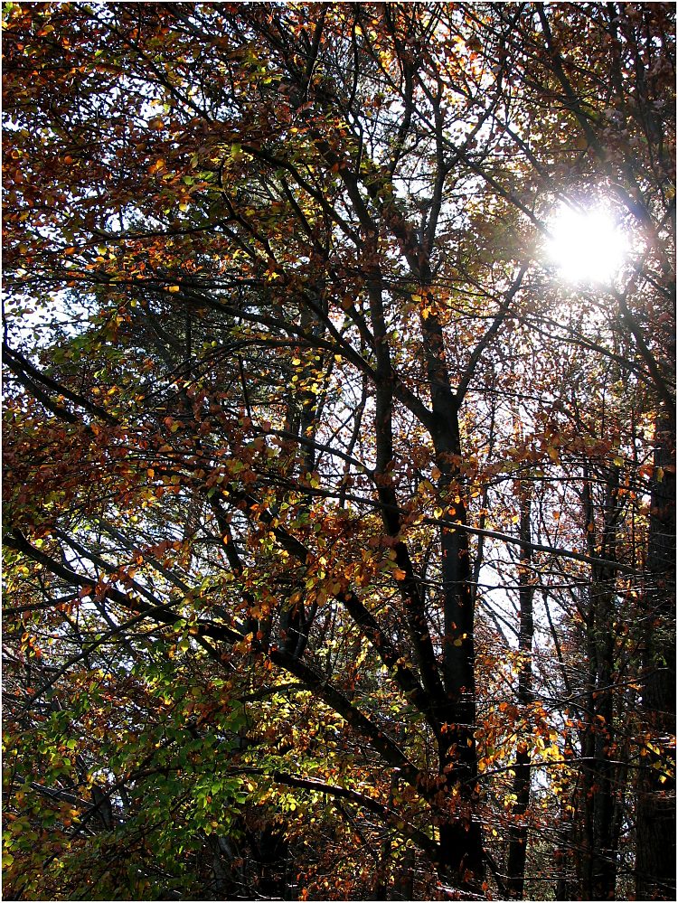 Herbst-Wald