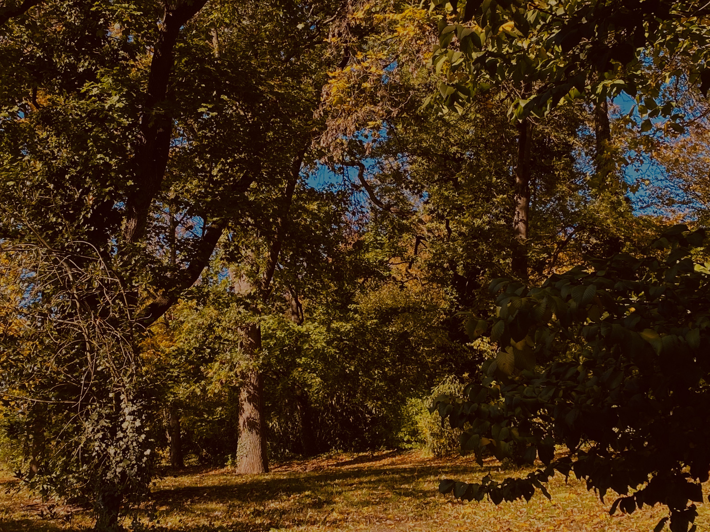 Herbst Wald 