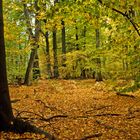 Herbst Wald bei Wintereinbruch - der ist wo anders hin