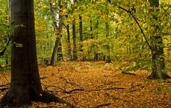 Herbst Wald bei Wintereinbruch - der ist wo anders hin