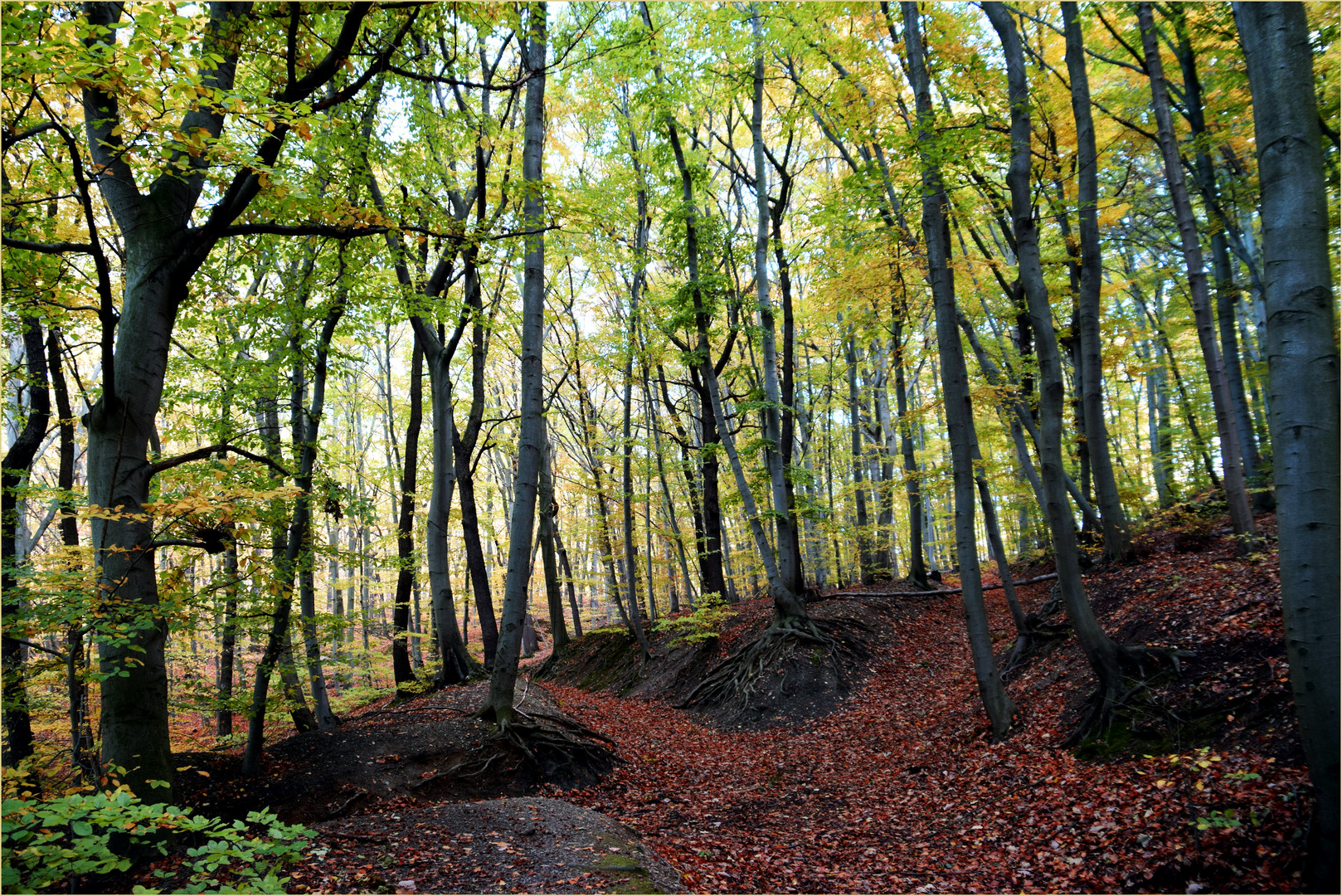 Herbst Wald Foto Bild wald natur herbst Bilder auf Herbst Wald Foto Bild wald natur herbst Bilder auf