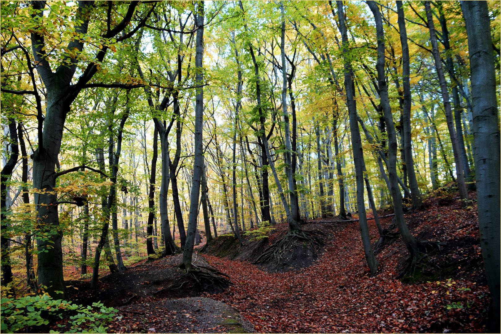 Herbst-Wald