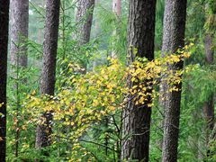 Herbst Wald