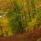 Herbst Wald