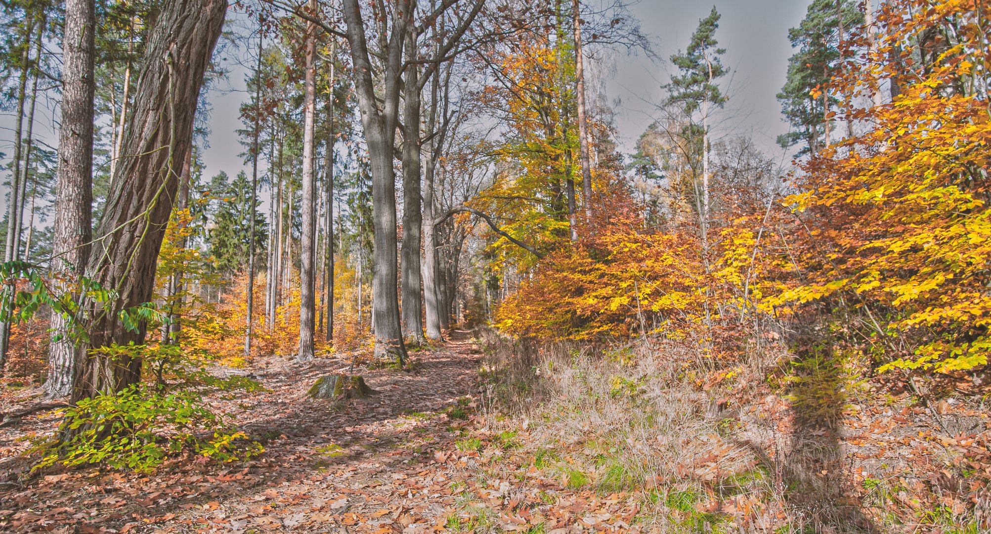  Herbst Wald 