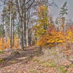  Herbst Wald 