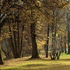 Herbst Wald