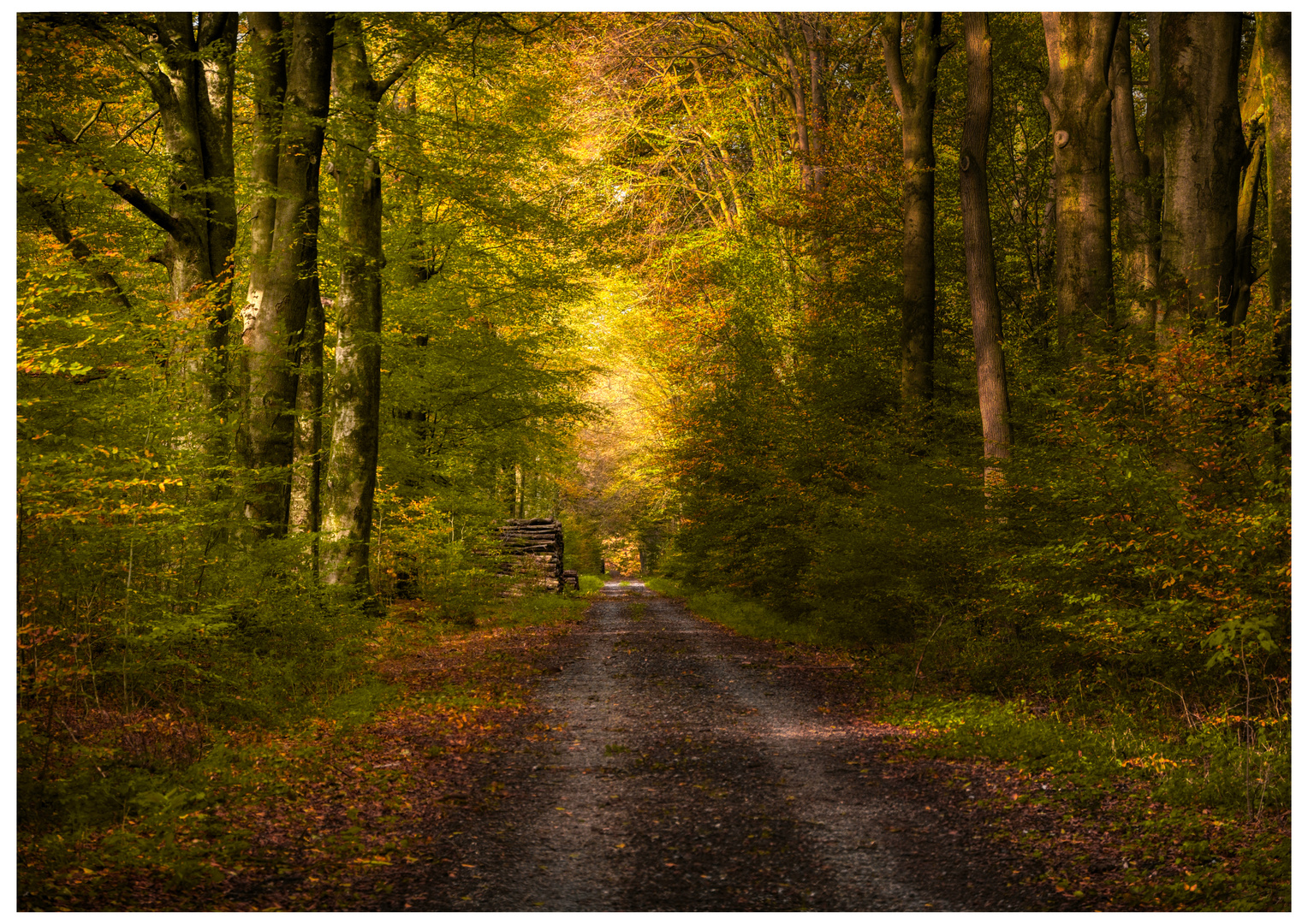 Herbst-Wald-Farben