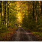 Herbst-Wald-Farben