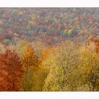 "Herbst-Wald-Farben"