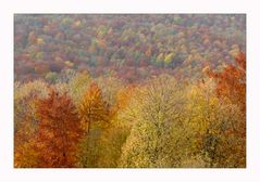 "Herbst-Wald-Farben"