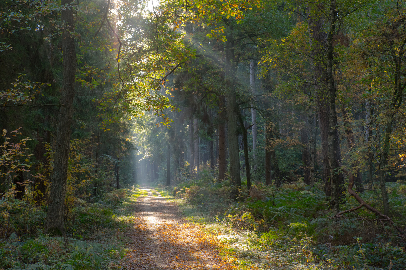 Herbst-Wald II