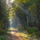 Herbst-Wald II