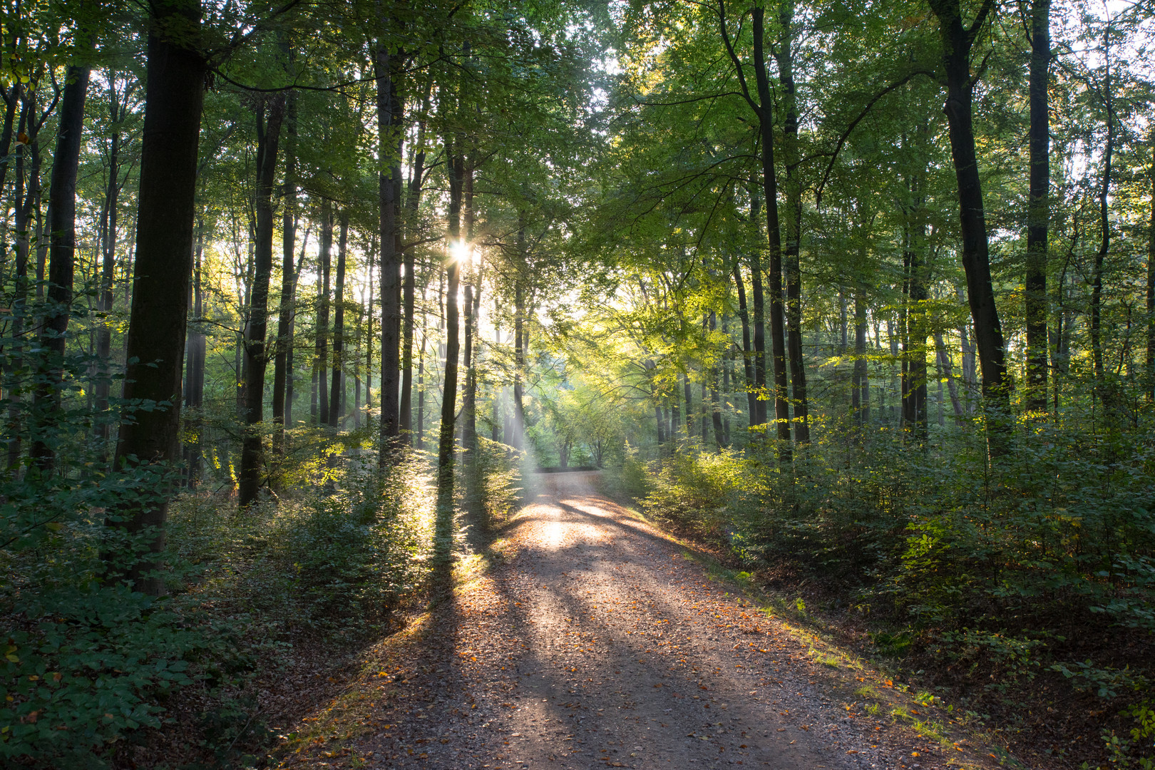 Herbst-Wald III