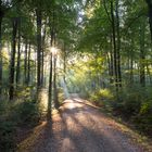 Herbst-Wald III