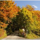 --- Herbst Wald in seiner schönsten Farbe ---