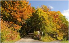 --- Herbst Wald in seiner schönsten Farbe ---