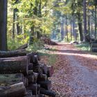 Herbst-Wald IV